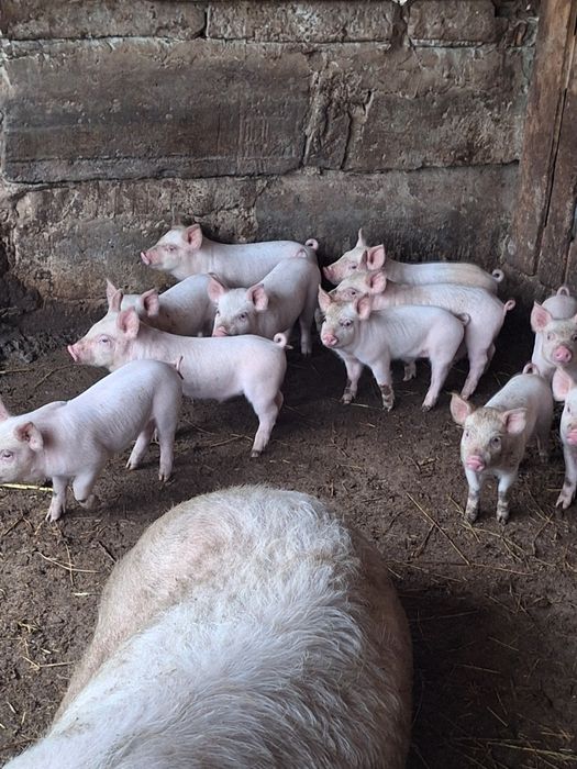 Продавам прасенца