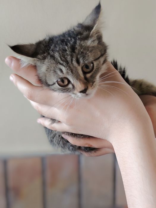 Котята. Хотим раздать перед наступлением холодов