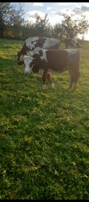 Vând vițea bălțată