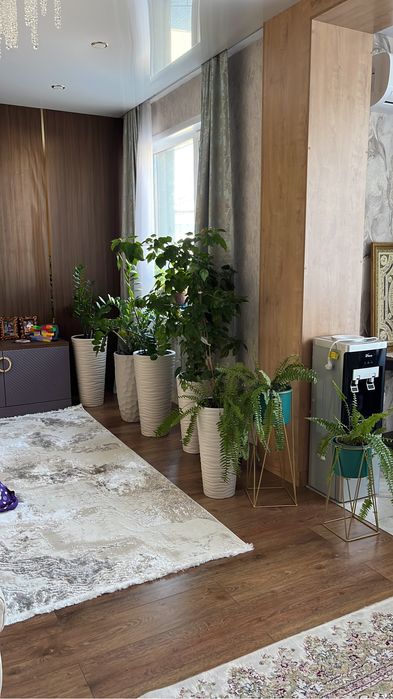 Комнатные растения, комнатные цветы, роза, долларовое дерево