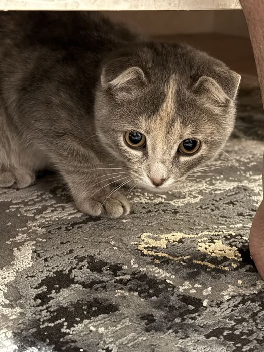 Муииза 4 ай кошка сатылады!