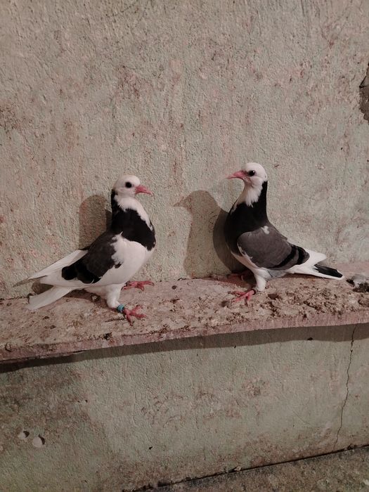 Продавам английски Типлери 11 броя