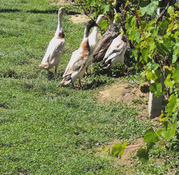Vând rățoi indieni(rațoi alergători)
