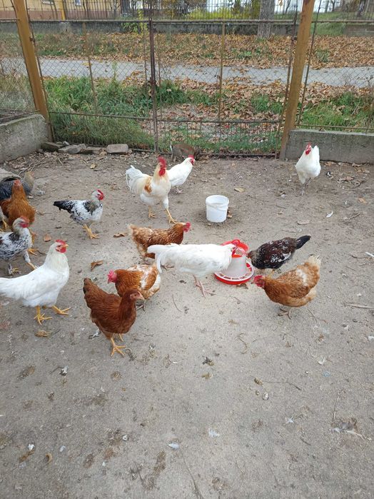 Tineret disponibil(metiși de Australorp)