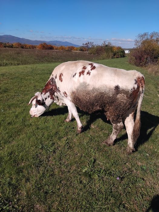 Vand vaca baltata romaneasca