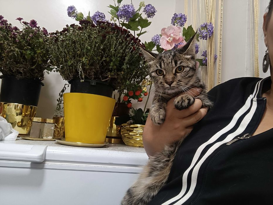 Кошки, стерилизация в подарок