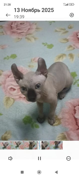 Котята сфинкс эльф