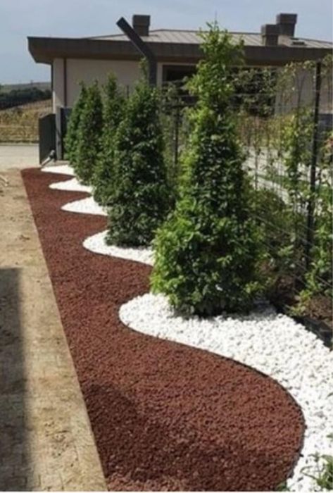 Туя Смарагд. Туя смарагд Туя смарагд