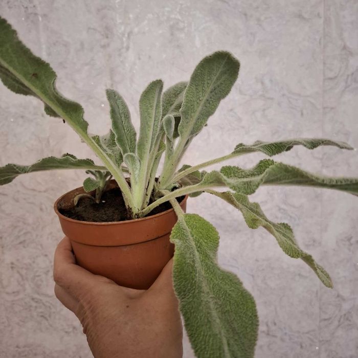 Заешко Ухо ,лечебно растение