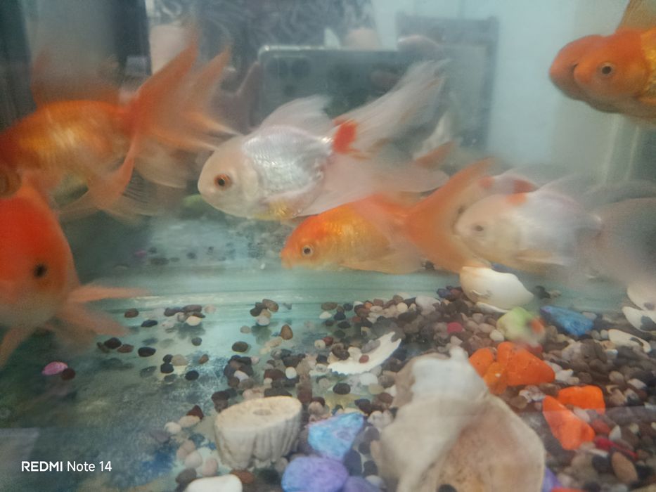 Аквариумные рыбки