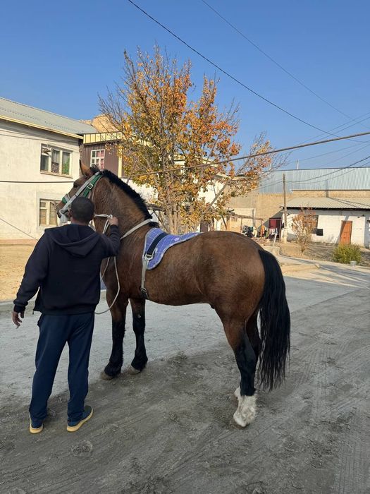 Vlademirski ot juda yuvosh