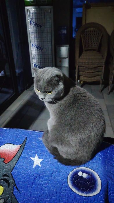 Кошечки шатлагские