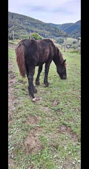 Mînză neagră ardeneză