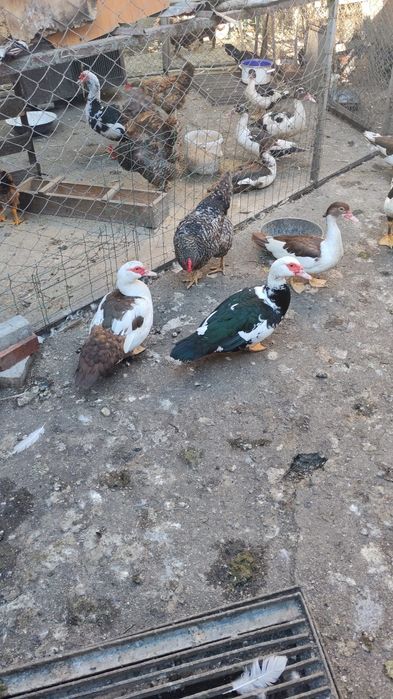 Vând rațe mute (leșești)