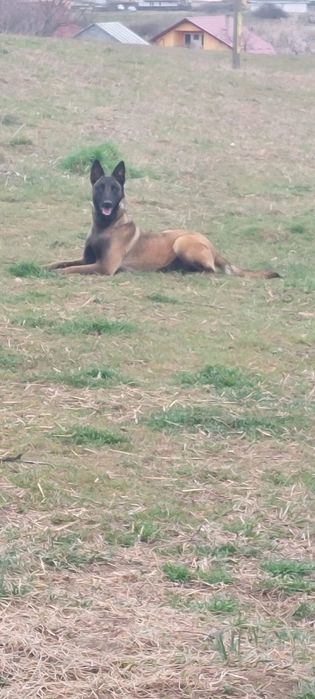 puii ciobanesc malinois
