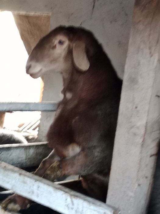 Арашан продам ннн