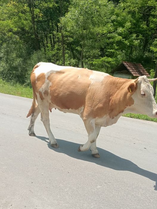 Vând vacă, bălțată românească cu vițea de 2 săptămâni!
