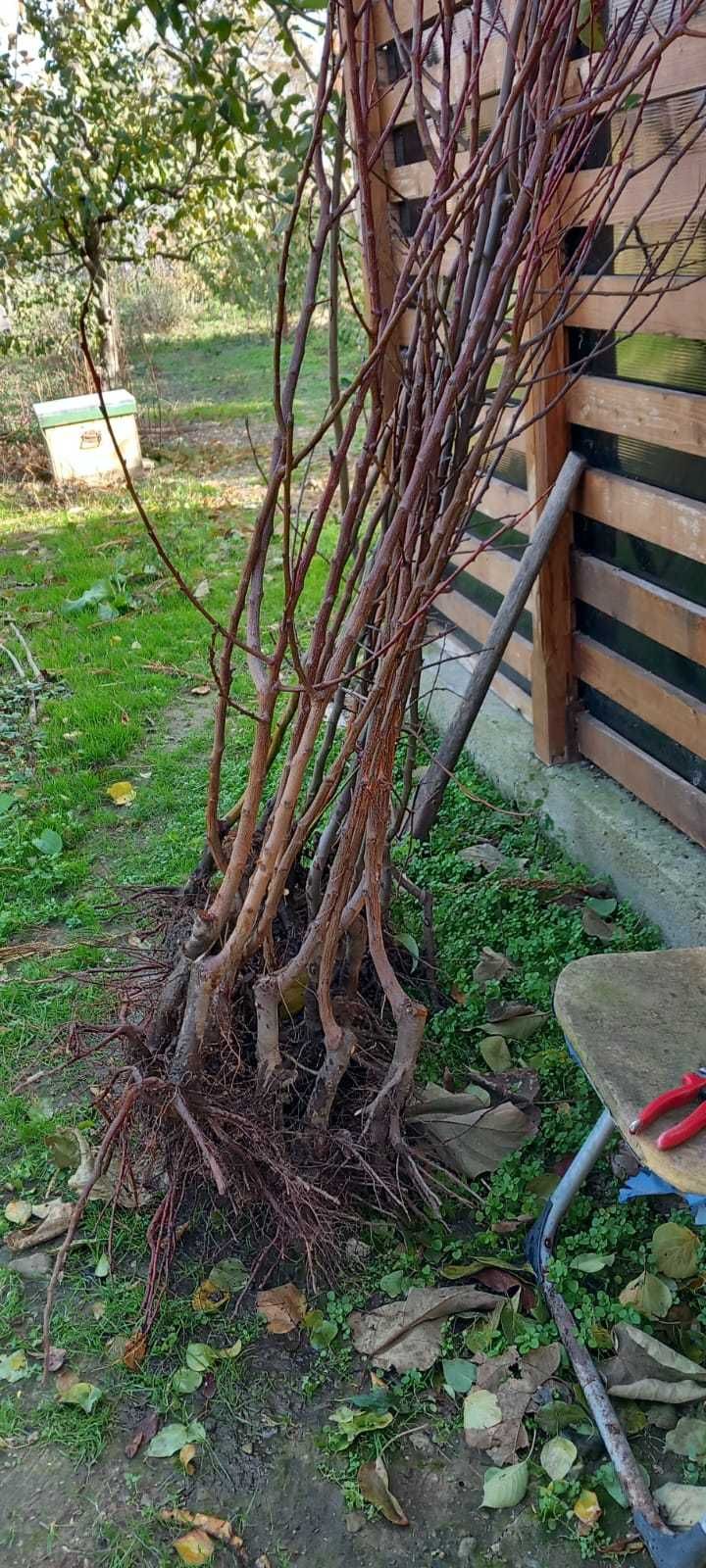 pomi fructiferi: mar, par, prun si cais altoiți certificați VF