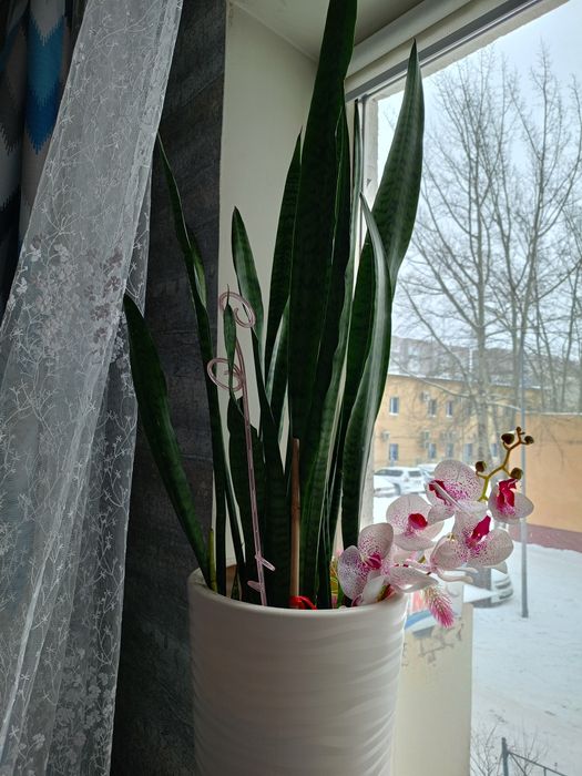 Щучий хвост домашние цветы