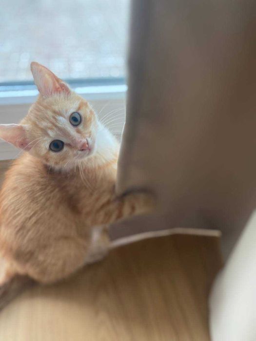 2,5-месечно рижо котенце търси дом
