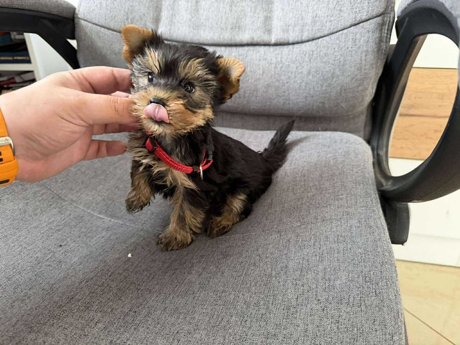 Мини Йоркширски териер, Момиченца момченца Актуално от 4.11.2025