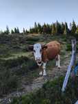 Vaca Baltata de 10 ani cu vitel