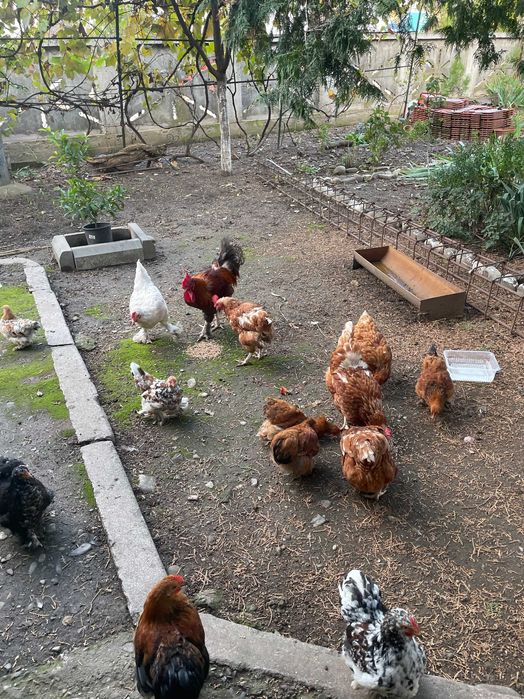 Vand Perechi 80 lei/ pereche Gaini-Cocosi