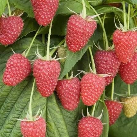 Продам саженцы малины сорт « Полана»