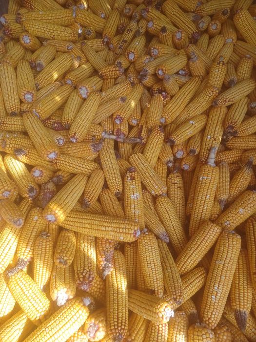 Vand porumb stiulete, soi pioneer, recolta 2025