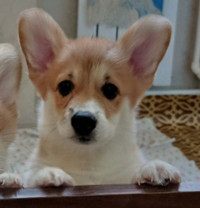 Щенки корги чистокровные