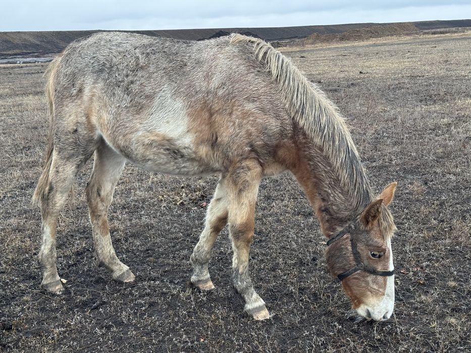 Кунан, байталдар сатылады