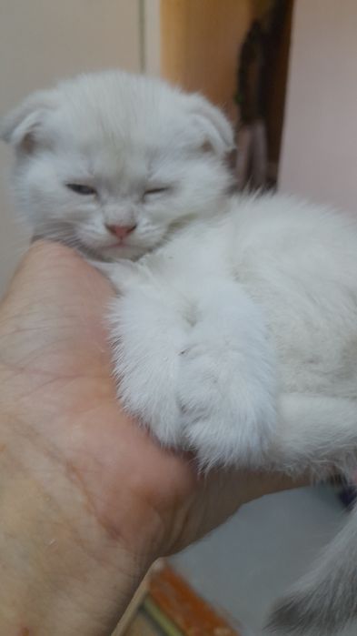 Продаються Шиншилки