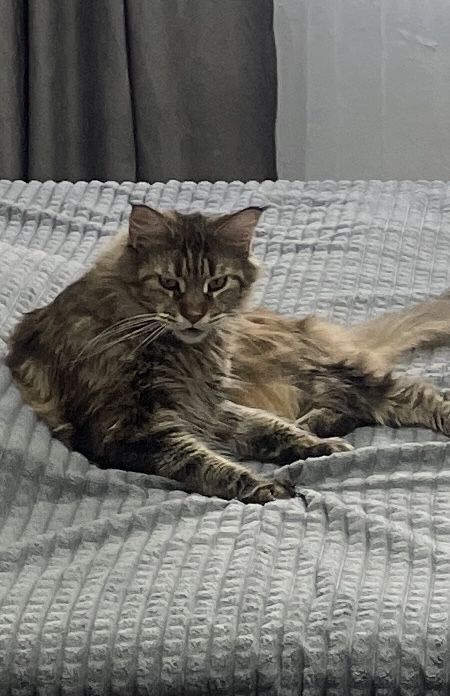 Отдам кошку мейн кун