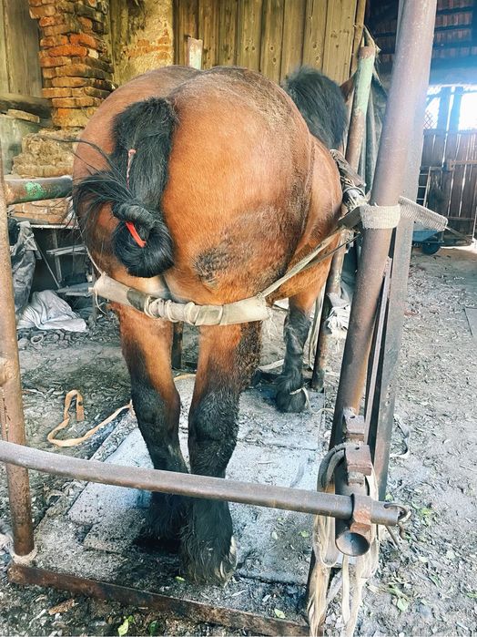 Manza 3 ani, schimb cu manza neagra sau sura ! Vand schimb