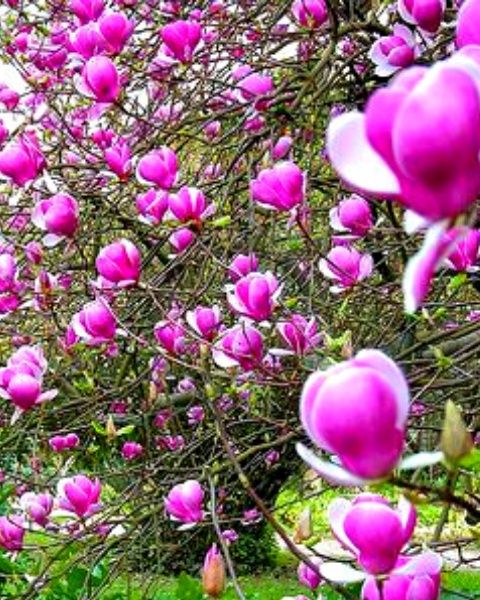 Magnolia rubra rustica