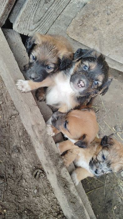 Donez căței de șobolani