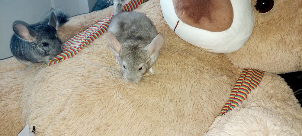 Vând pui de chinchilla, chinchila, sinsila