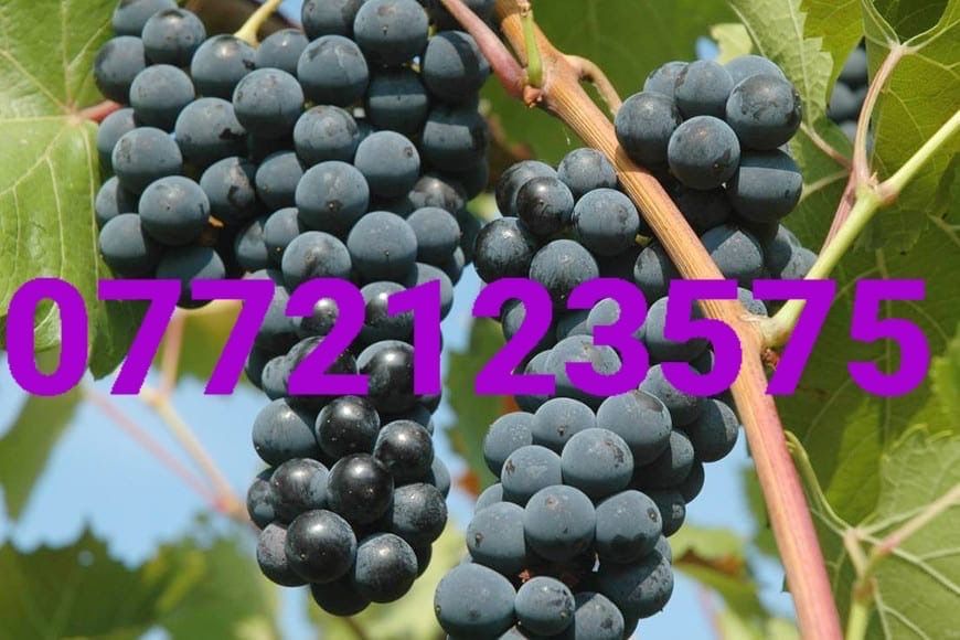 Butasi vita de vie capsunica