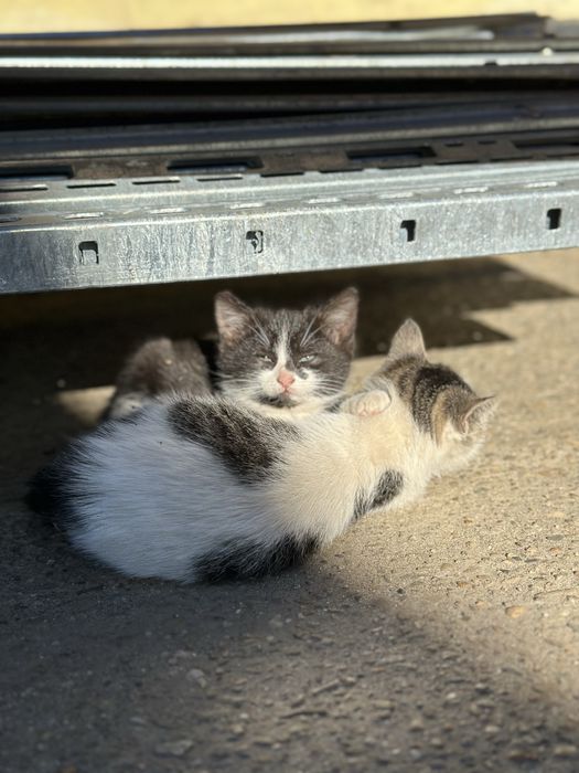 pisoi pentru adoptie