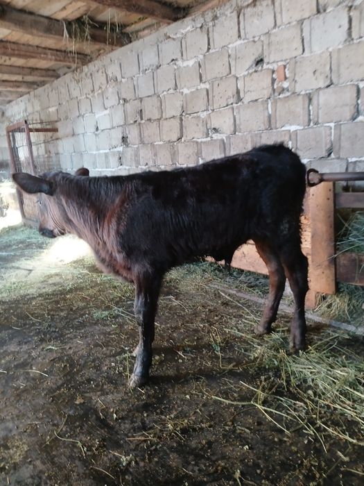 Vând tauras angus varsta o luna jumătate