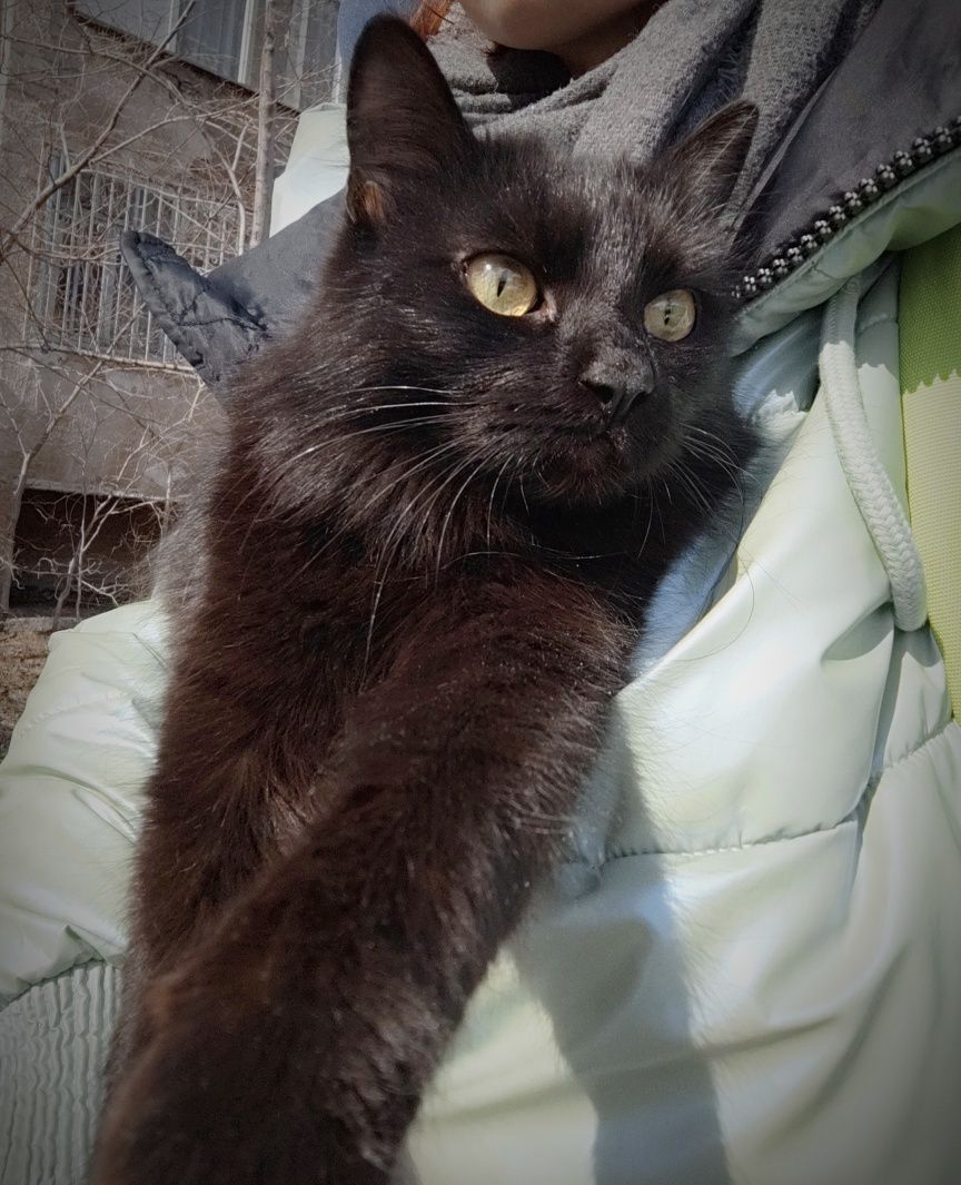 Кошечка ищет дом!