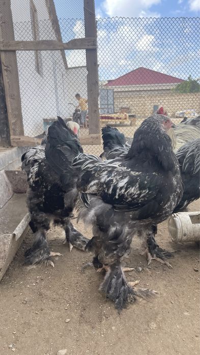 Темный брама сатылады