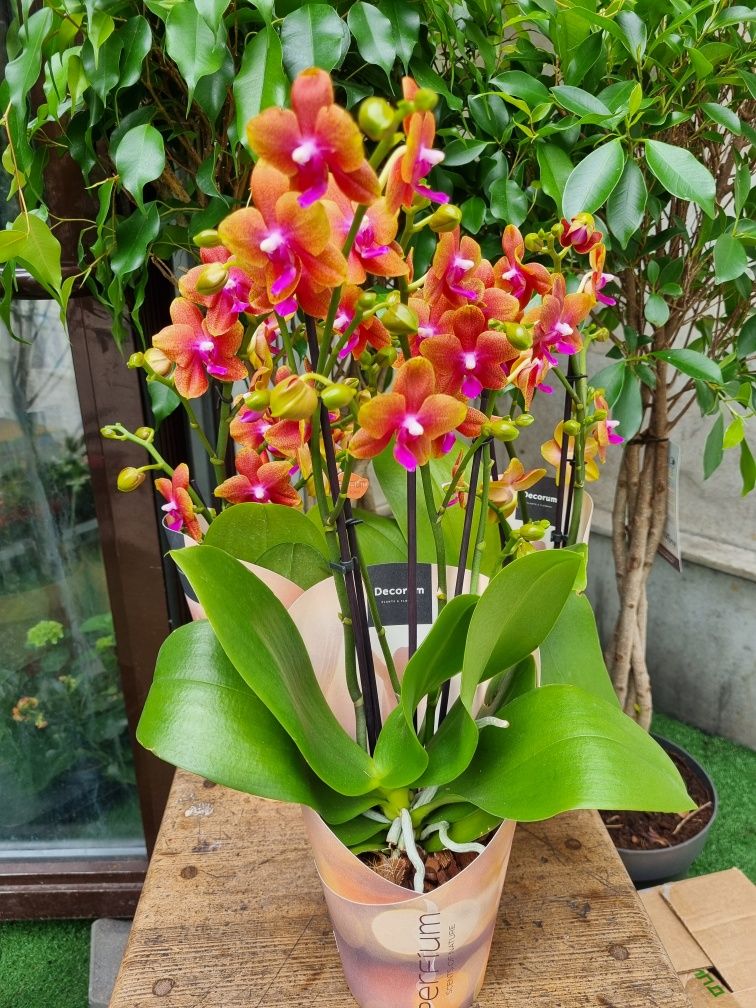 Орхидея. Орхидея фаленопсис. Орхидея ароматная.