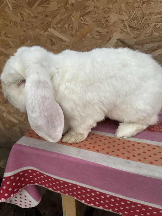 Iepuri berbec german