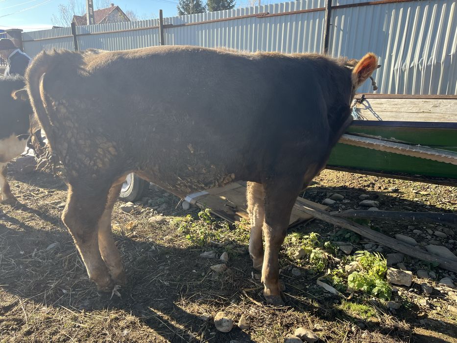 Vand vitei, in jur de un an,