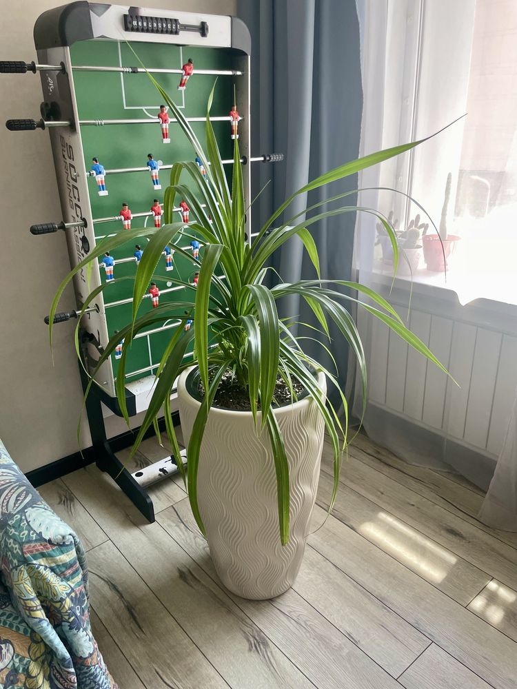 панданус (Pandanus)  Комнатное растение