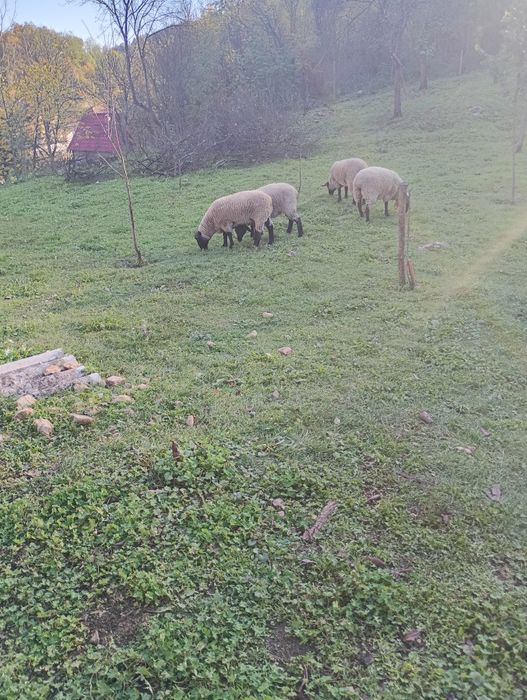 Vând trei oi și un berbec