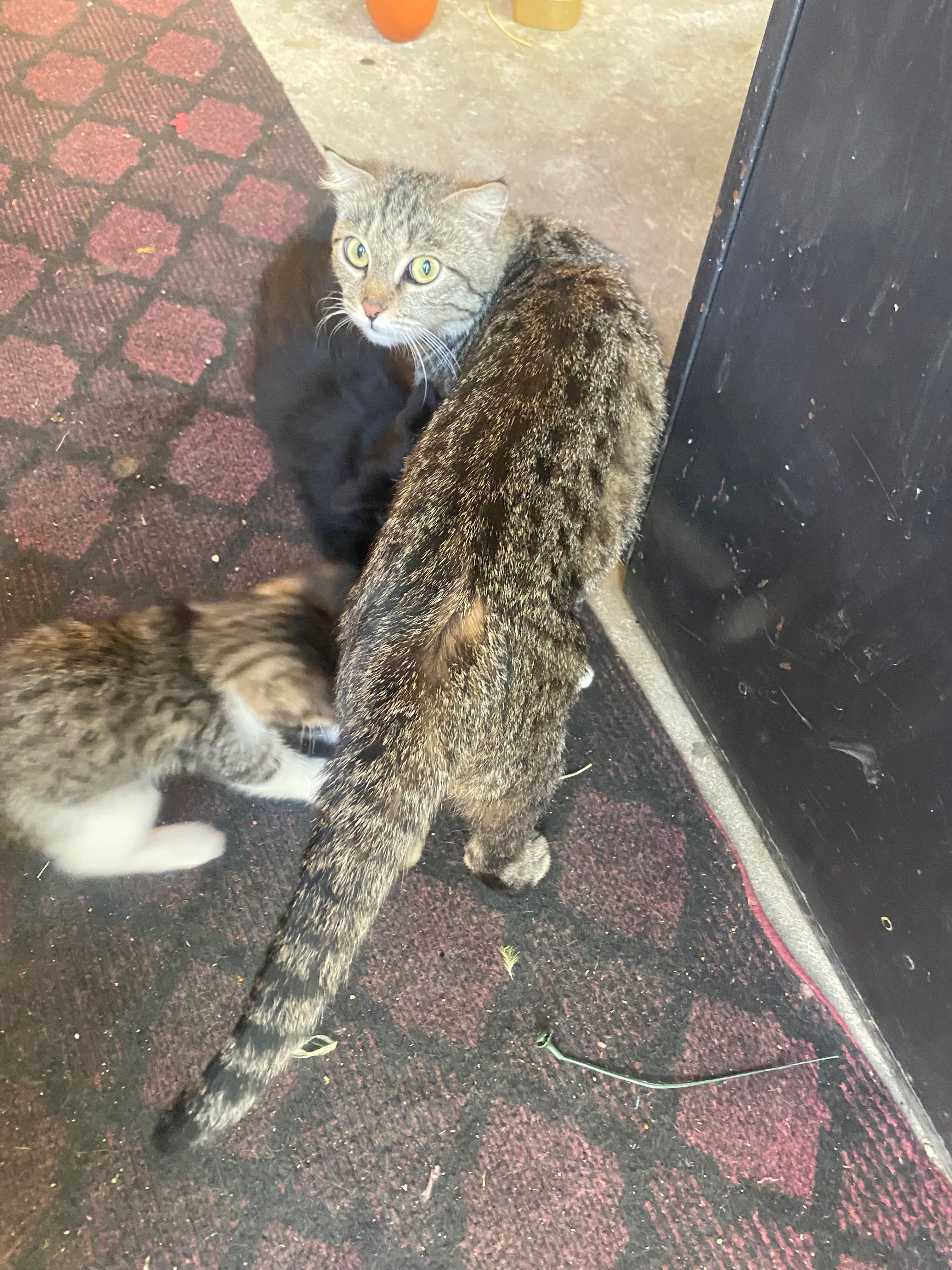 Котята в хорошие руки