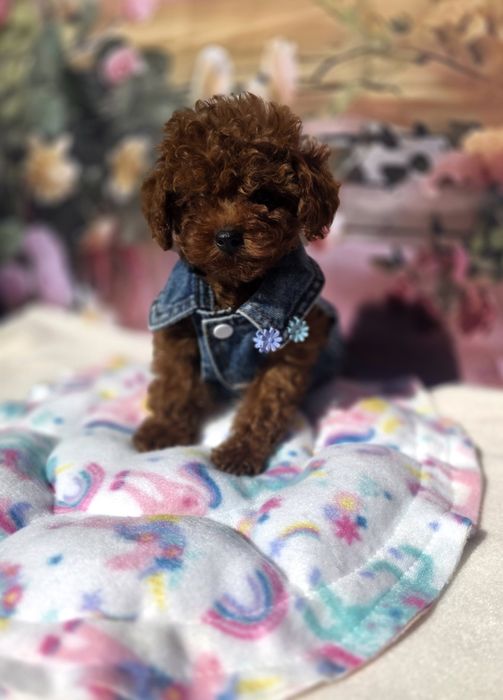 Той пудел /Toy poodle/ 100% Toy момиче