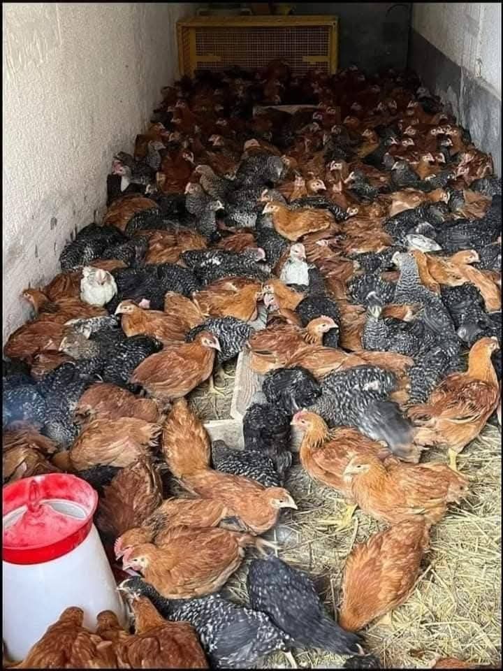Puii de rasă mixtă si carne